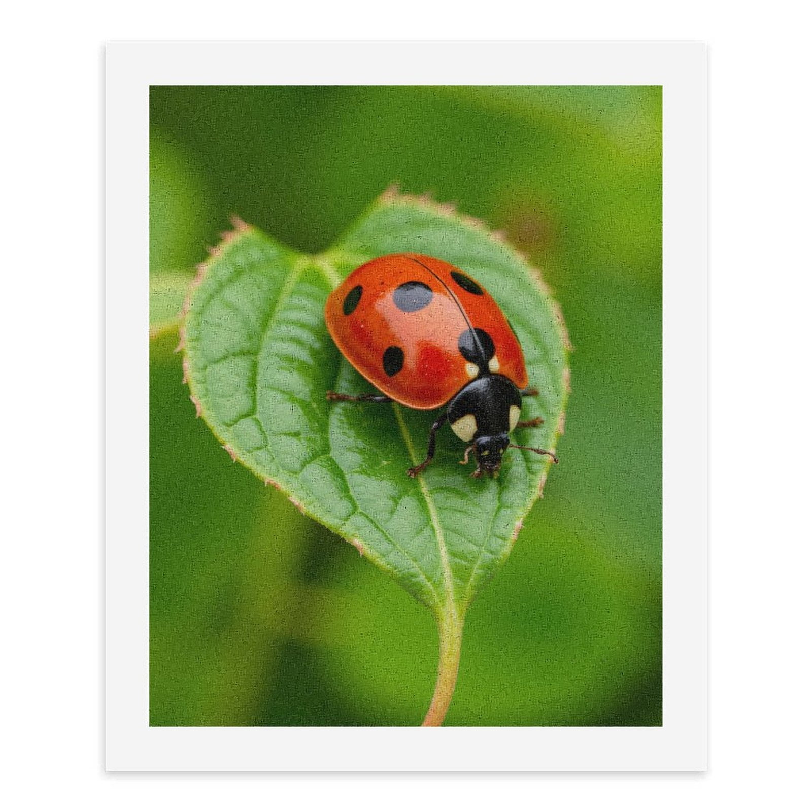 Paint by Numbers Kit for Adults, Red Ladybug On Green Leaf Paint by Numbers, Easy Paint by Numbers Kit for Adults Beginner, DIY Adult Paint by Number Kits on Canvas, 12x16in Home Decor