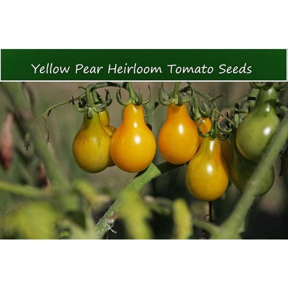 Tomato Seeds -Yellow Pear Tomato-40 Seeds- Vegetable Seeds- All Natural- Good for Sauce and Fresh- Freezing -Colorful Addition to Salsa