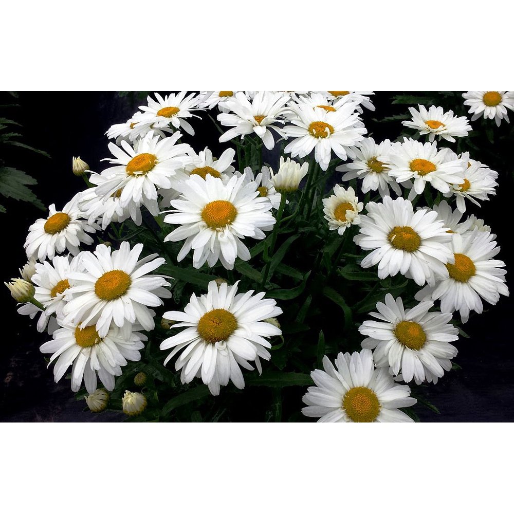 WhoopsaDaisy Shasta Daisy Leucanthemum Compact