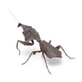 thumbnail image 1 of Insects Gashapon Big Picture Book Series Mantis Spider Scorpion Wasp Simulation Insect Action Figure Model Toys, 1 of 5