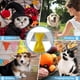thumbnail image 5 of Collar de perro con lazo ajustable Dinheiro, collar de perro con corbata, collares formales de boda para perros y mascotas, 5 of 5