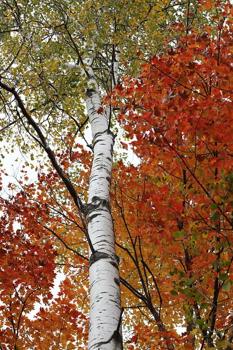 White Bark Color Birch Leaf Trunk Fall Birch Tree 12 Inch By 18 Inch