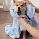 thumbnail image 2 of Perro Albornoz Absorbente Mascota Toalla Perros Tela Suave Cálido Cachorro Grooming Albornoz Post Baño Secado Sacudir Agua Diseño, 2 of 6