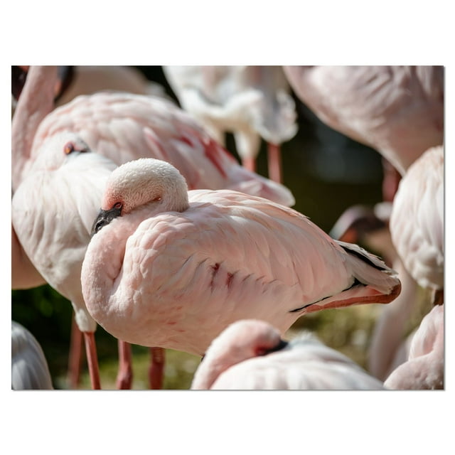 Design Art Pat De Flamants Roses Se Bouchent Art Sur Toile