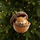 thumbnail image 1 of Adornos de animales del bosque durmientes (juego de 9) | Criaturas del bosque en miniatura con bellotas | Decoración para árbol de Navidad con erizo, mapache y pingüino | Decoraciones navideñas, 1 of 1