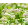 thumbnail image 7 of Organic Buckwheat Groats, 1 Pound — Non-GMO, Kosher, Raw, Vegan — by Food to Live, 7 of 7