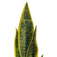 thumbnail image 2 of 20.5" Green/Yellow Snake Plant Ceramic, 2 of 2