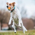 thumbnail image 4 of Pet Toy Ball - Interactive Dog Toy Jolly Ball for Dogs - Dual-mode design with radar-triggered automatic obstacle avoidance - Waterproof and easy to charge, 4 of 8