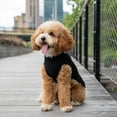 thumbnail image 5 of Christian Siriano, Dog Clothes, Bow Necklace Dog or Cat Sweater, Black, S, 5 of 8