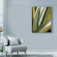 thumbnail image 3 of Trademark Fine Art 'Variegated Agave II' Canvas Art by Rachel Perry, 3 of 4