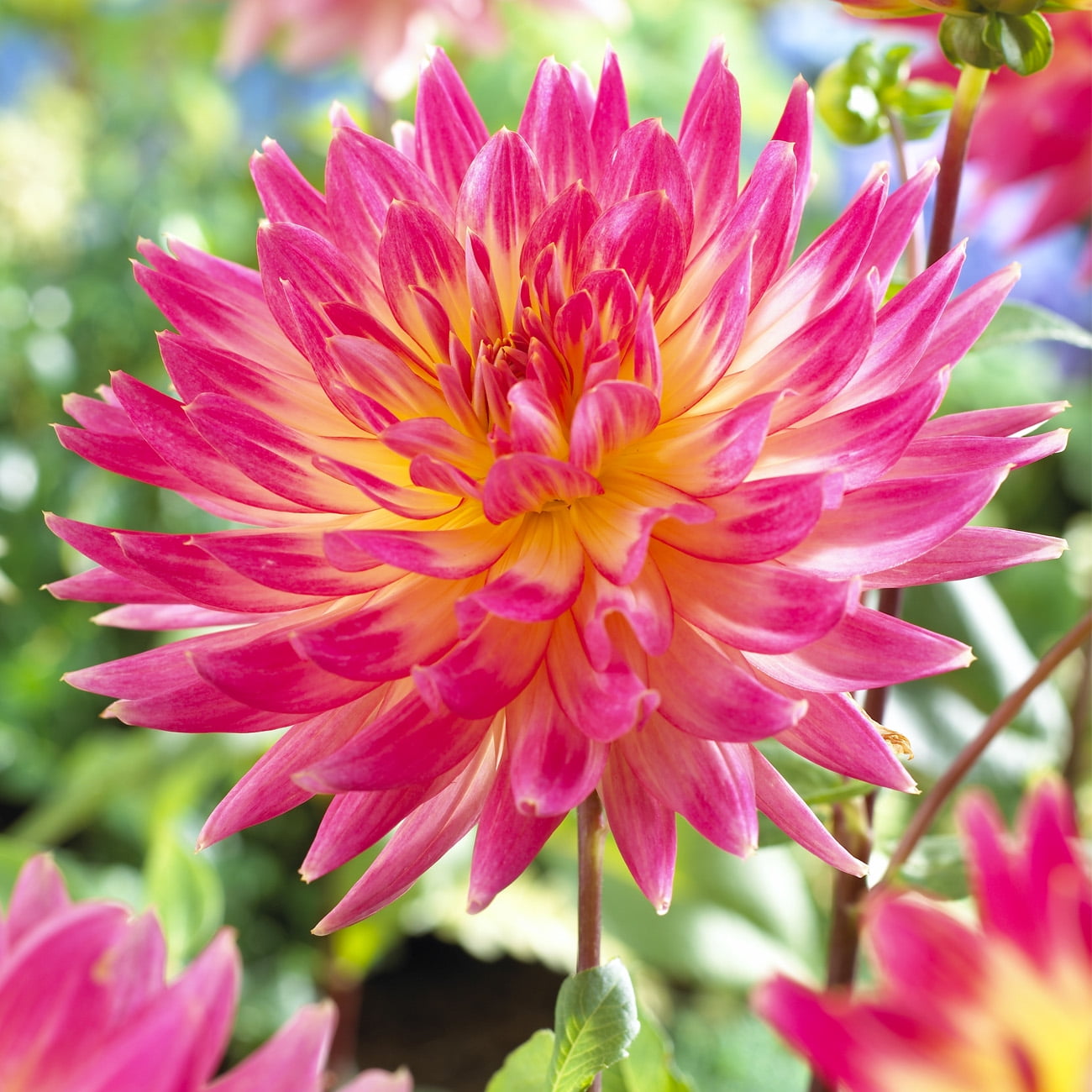Van Zyverden Dahlia Magic Sunrise Dormant Flower Bulb Full Sun, Multi-Color