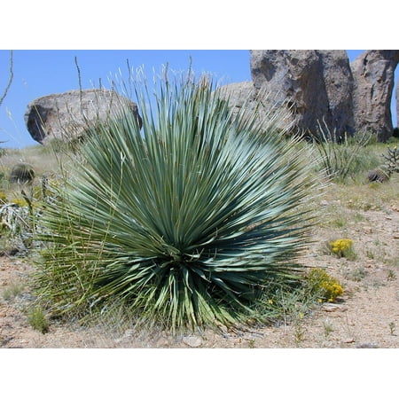 Canvas Print Spur Plant Yucca Pointed Yucca Rostrata Stretched Canvas 10 x