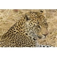 thumbnail image 2 of Lord, Fred 32x23 Black Ornate Wood Framed with Double Matting Museum Art Print Titled - South Ngala Private Game Reserve Adult leopard, 2 of 4