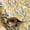 Tulip Kraft Paper, variant on HOMERAL Kraft Baby Shower Wrapping Paper, Recyclable Sunshine, Cloud & Heart Design Baby Gift Wrap Paper for Children Birthday, Party, Holiday, Gift Wrapping Paper,Mini Roll (17in x 33Ft,46.8sq.ft)