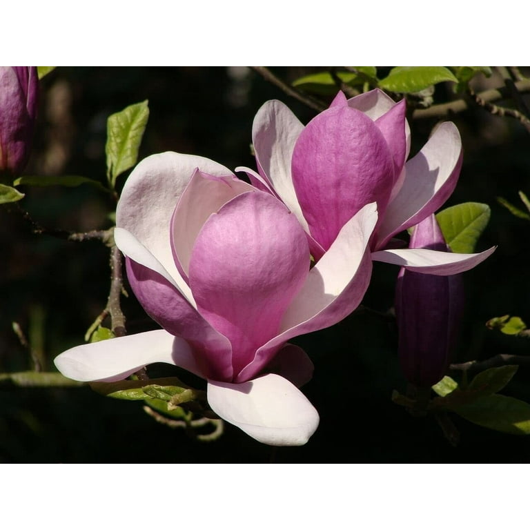 Magnolia Flower Look Like Best Flower Site