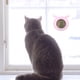 thumbnail image 5 of Juguete de bolas de hierba gatera de plástico para gatos Suministros para mascotas con forma de cabeza de perro reemplazable (rosa), 5 of 6