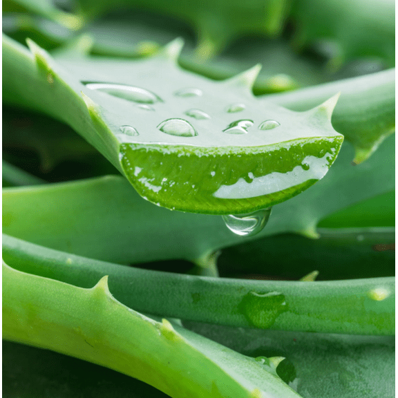 Aloe Vera Small Plant Live for Planting, Medicinal Aloe Plant for Home Garden in 4 Inch Pot