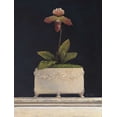 thumbnail image 2 of Fisk, Arnie 15x18 Gold Ornate Wood Framed with Double Matting Museum Art Print Titled - Plum Sugar Orchid, 2 of 4