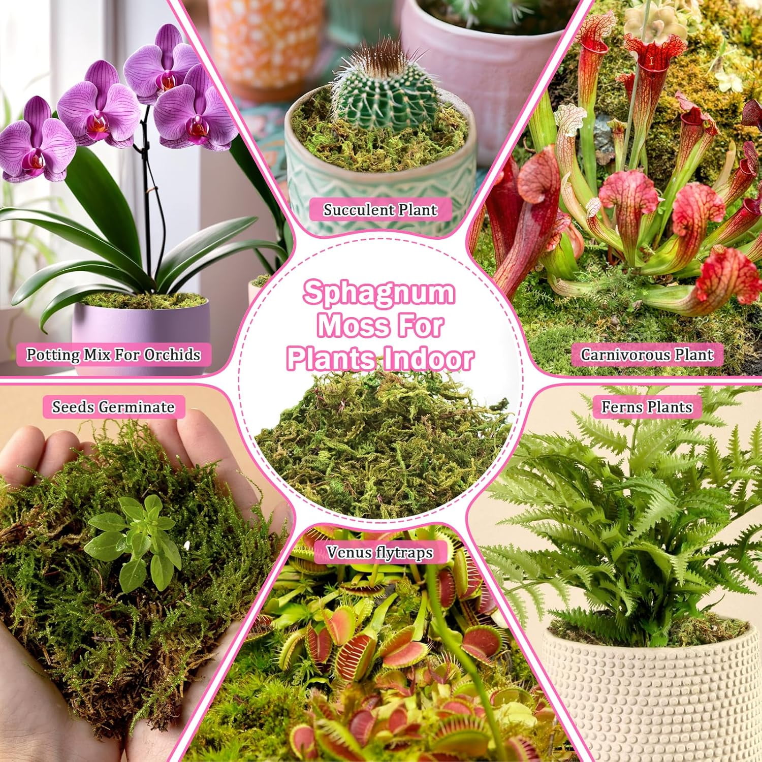 4.4LBS Premium Sphagnum Moss for Plants- 80QT Natural Dried Plant Moss for Potted Plants, Orchid Moss for Repotting, Soft Green Decorative Moss for Succulents, Reptiles & DIY Crafts