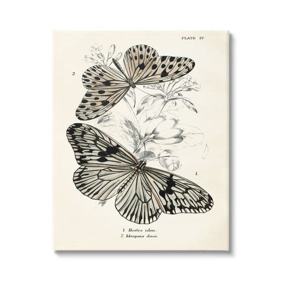 Stupell Industries Butterfly & Herb Studies Animals & Insects Painting Gallery Wrapped Canvas Print Wall Art, 16 x 20