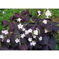 thumbnail image 3 of Purple Rain Shamrock - The Love Plant - Edible - Oxalis triangularis 5 Bulbs, 3 of 5