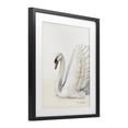 thumbnail image 2 of Stupell Industries Transitional White Swan in Repose Black Framed Print Under Glass, 13 x 16, by Sara Baker, 2 of 8