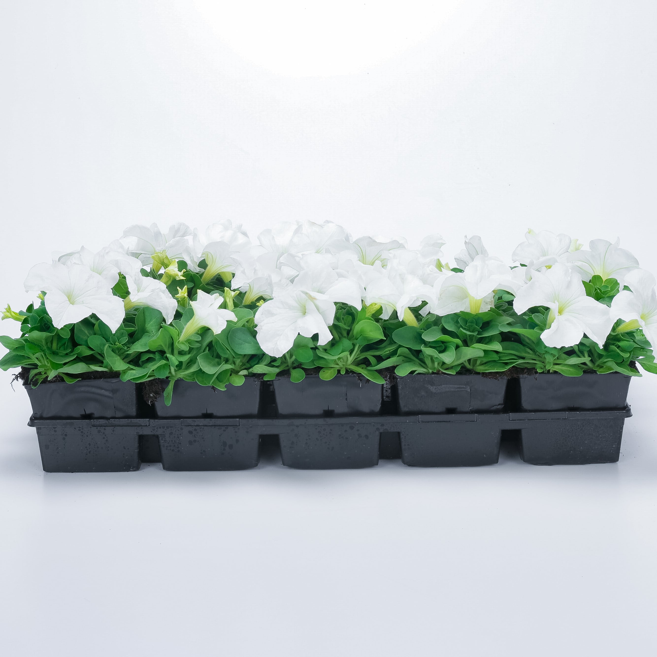 Expert Gardener 4-pack White Petunia Annual Flowers Outdoor Live Plants