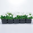 thumbnail image 2 of Expert Gardener 4-pack White Petunia Annual Flowers Outdoor Live Plants, 2 of 8