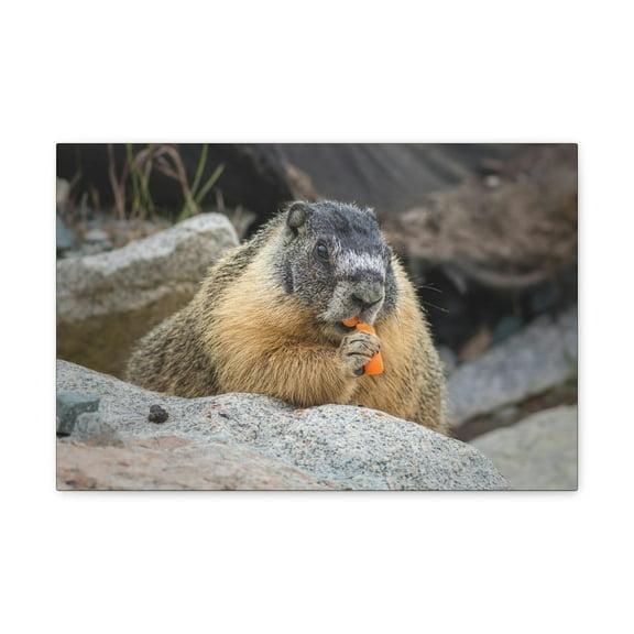 Yellow Bellied Marmot Enjoying a Carrot Print Animal Wall Art Wildlife Canvas Prints Wall Art Ready to Hang Unframed