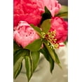 thumbnail image 2 of Millet, Karyn 11x14 White Modern Wood Framed Museum Art Print Titled - Peonies I, 2 of 4