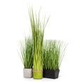 thumbnail image 2 of Tall Grass In Pot Plant, 2 of 2
