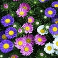 thumbnail image 3 of Aster Rainbow Mix Flower Seeds for Planting, 300+ Seeds Per Packet Non GMO Seeds, Botanical Name Callisteephus chinensis, Great Home Garden Gift, 3 of 6