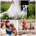 thumbnail image 3 of Jumpress Bling Dog Collar with Bow for Small Medium Dogs, Cute Boy Dog Bow Tie Collar (Blue, M), 3 of 7