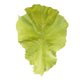 thumbnail image 5 of Comida artificial Zulema 4 piezas de lechuga decoración del hogar, 5 of 8