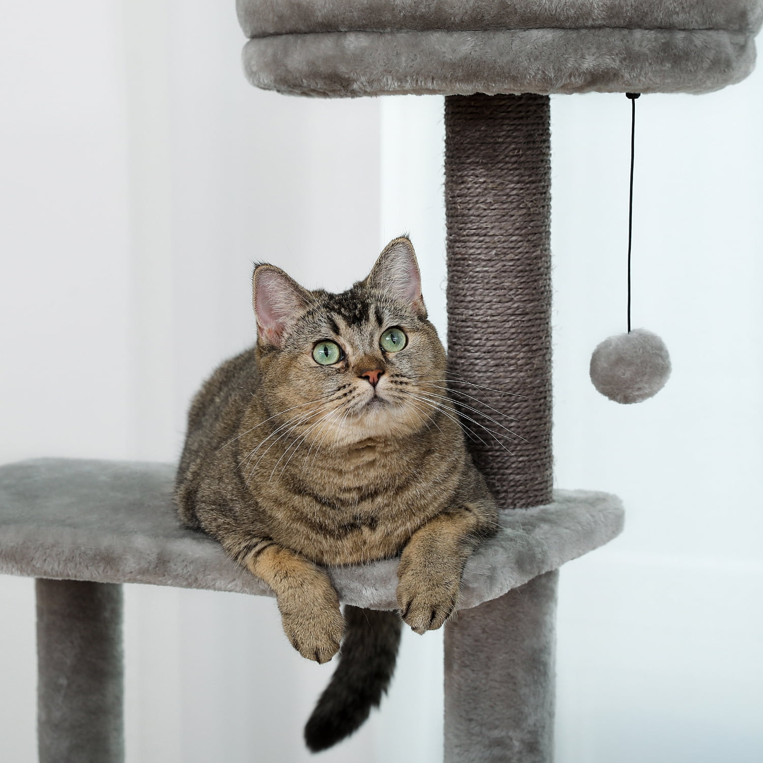 Pefilos 57" 4 Levels Platform Cat Tree, Wood Cat Condo for Large Cats with Fully Scratching Posts, Hammock, Padded Perch Cat Tower for Indoor, Gray Pefilos 57" 4 Levels Platform Cat Tree, Wood Cat Condo for Large Cats with Fully Scratching Posts, Hammock, Padded Perch Cat Tower for Indoor, Gray