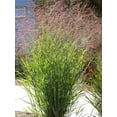 thumbnail image 5 of Seedville Tall Panic Switch Grass Seeds, 1000 seeds - Panicum Virgatum Red Flowers, 5 of 11