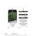 thumbnail image 4 of If 'Hicks' (Taxus), pot de 2 gal, arbuste, 4 of 6