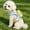 B, variant on Dog Backpack Harness, Reflective Waterproof Dog Harness Backpack With Leash, Adjustable No-Pull Pet Vest With Storage Pockets For Outdoor Use
