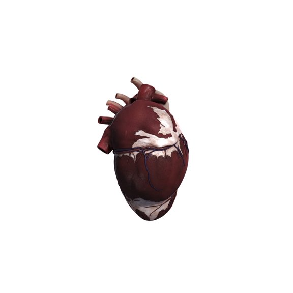 Three dimensional view of human heart left side Canvas Art - Stocktrek Images (19 x 11)