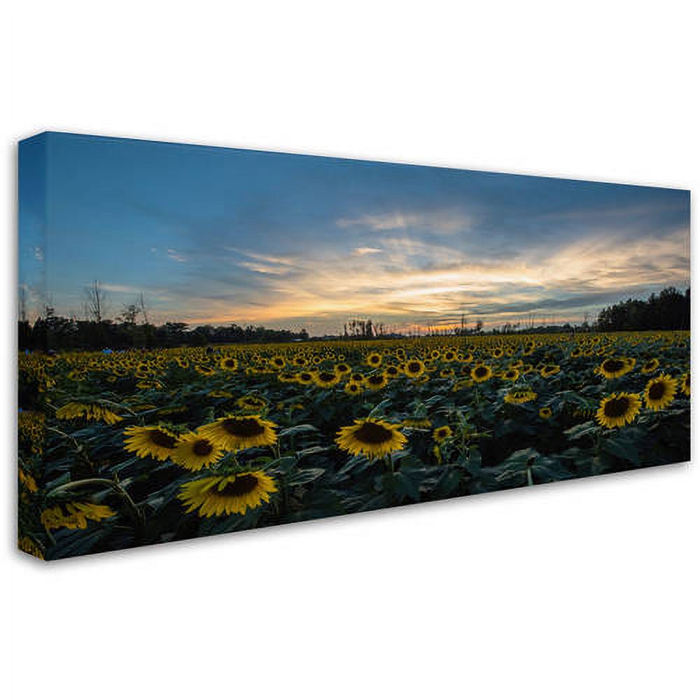 Trademark Fine Art "Sunset Sunflowers" Canvas Art by Kurt Shaffer