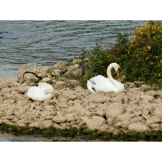 The Sleeping Swans >> Peel N Stick Poster Of Swans Animals Lake Sleep Sleeping Swan Poster The Sleeping Swans >> Peel N Stick Poster Of Swans Animals Lake Sleep Sleeping Swan Poster
