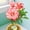 pink/red, variant on Desert Rose, Low Maintenance - Easy Grow - Ideal for Beds Borders, Plant Pots & Planters