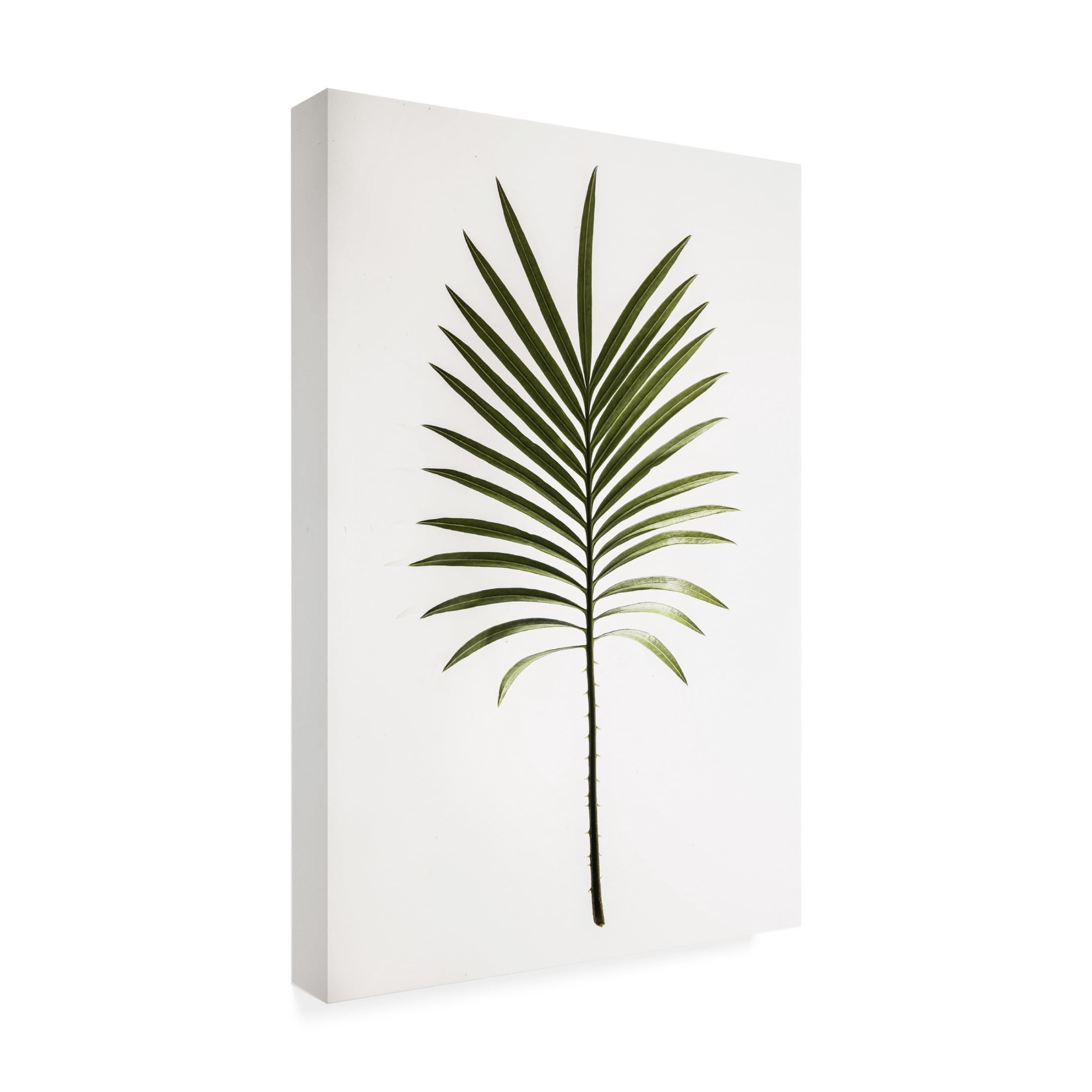 Trademark Fine Art Shot by Clint Leaf Study 04 Canvas Wall Art
