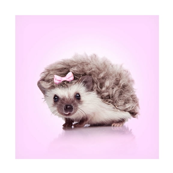 Trademark Fine Art Artem Pozdniakov Curvy Hedgehog Canvas Wall Art