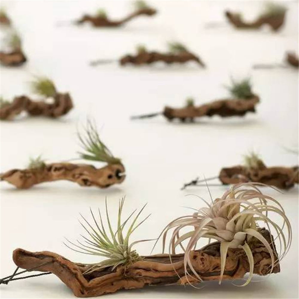Natural Driftwood for Aquarium Decor Fish Tank Decorations, Assorted sunken wood Branch 7-10" 3 Pcs, Reptile Decor
