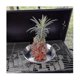 thumbnail image 5 of Vertical Skewer For Grill-al Pastor Skewer Brazilian Vertical Spit Stand For Tacos Al Pastor, Shawarma, Kebabs-eyzi, 5 of 5
