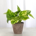 thumbnail image 2 of Live Golden Pothos Plant - Variegated Foliage - 4" Decorative Pot Cover - Thorsen's Greenhouse, 2 of 5