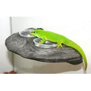 Magnaturals Magnetic Gecko Ledge (Granite)