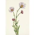 thumbnail image 2 of Mary Vaux Walcott 18x24 Black Ornate Framed Double Matted Museum Art Print Titled: Alaska Fleabane. Erigeron Salsuginosus (1925), 2 of 5