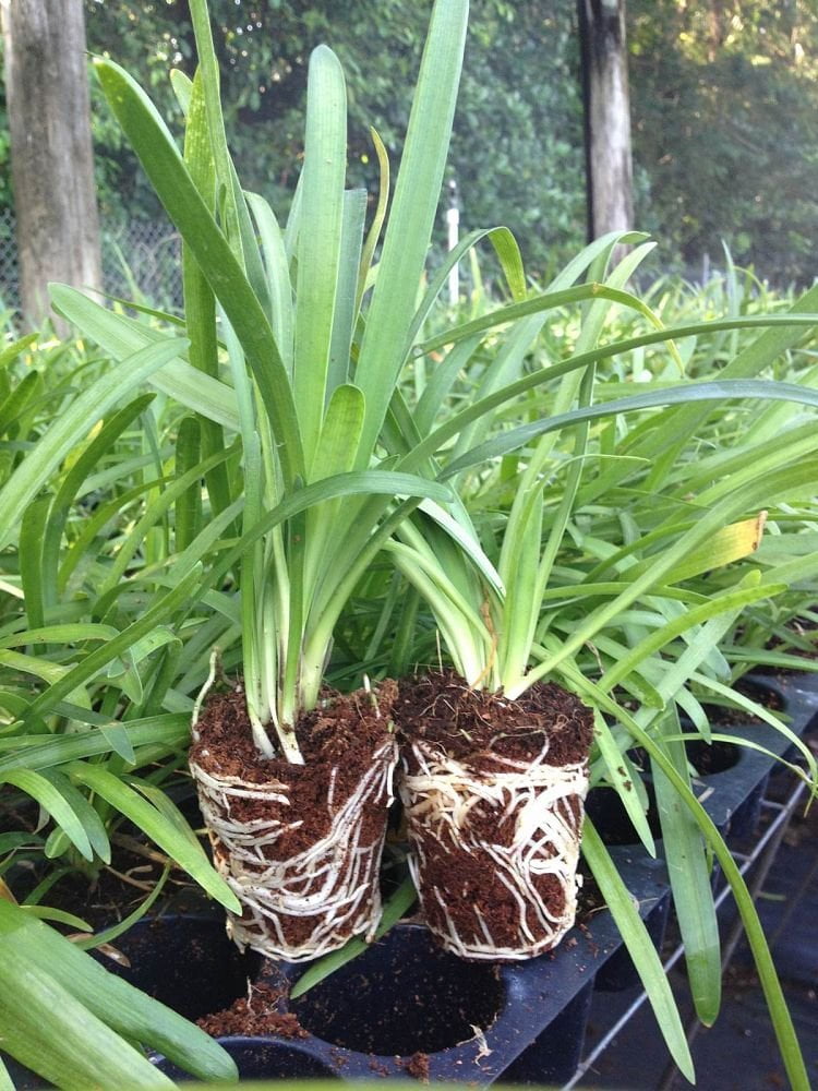 Agapanthus Lily of The Nile - 30 Live Plants - Blooming Ornamental Foliage